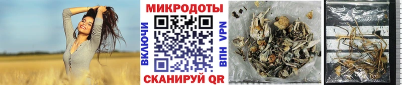 где найти   Дербент  Галлюциногенные грибы мицелий 